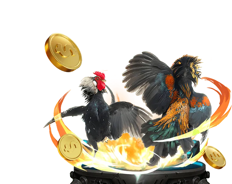 Tổng quan luật đá gà Thomo